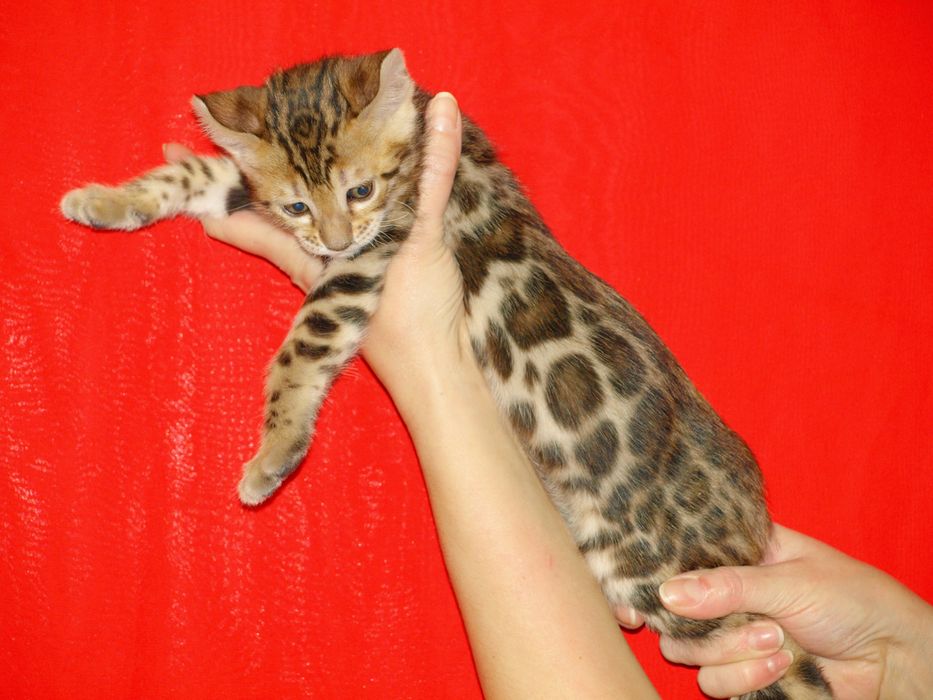 Бенгальські кошенята