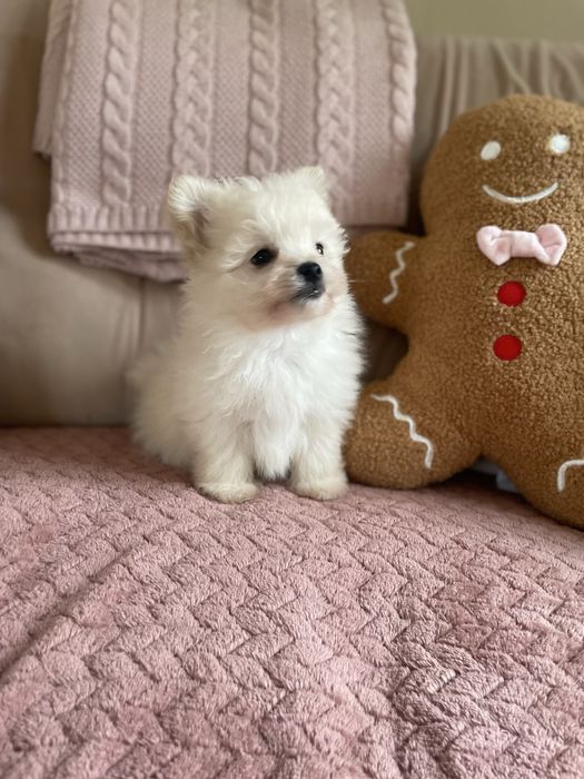 Pomapoo mini pies mix szpic miniaturowy pomeranian & pudel toy