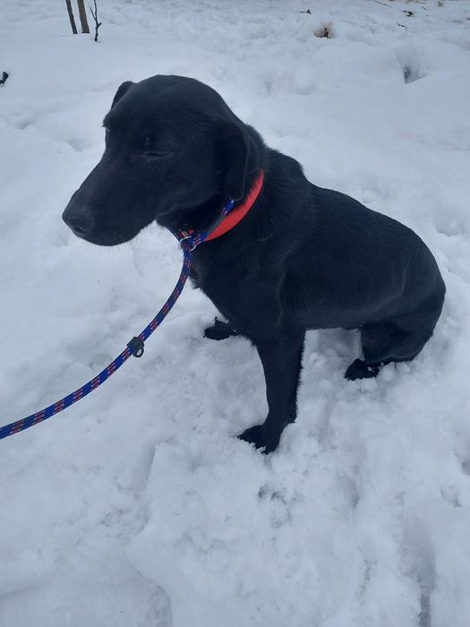 Oddam za darmo bezdomna ,dużą ,młodą suczke sterylizacja gratis.