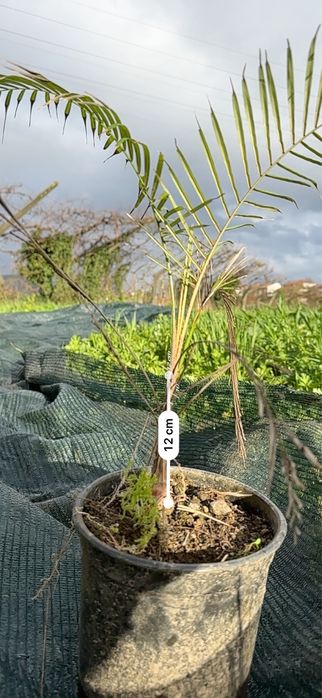 Palmeira lytocaryum weddellianum