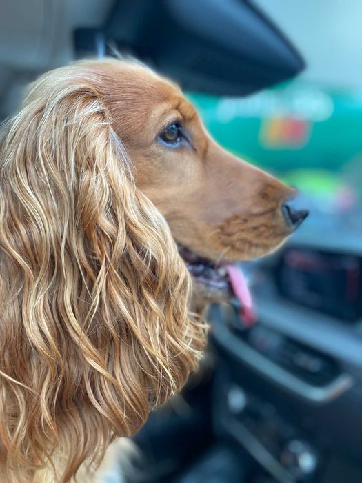 Вязка кобель Английский кокер-спаниель.