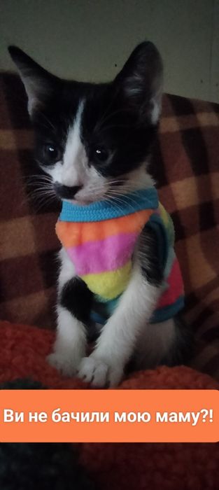 кошенята в пошуках мам!