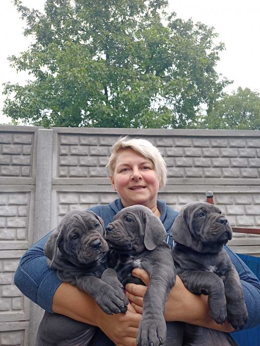 Кане корсо хлопчик сірий велетень