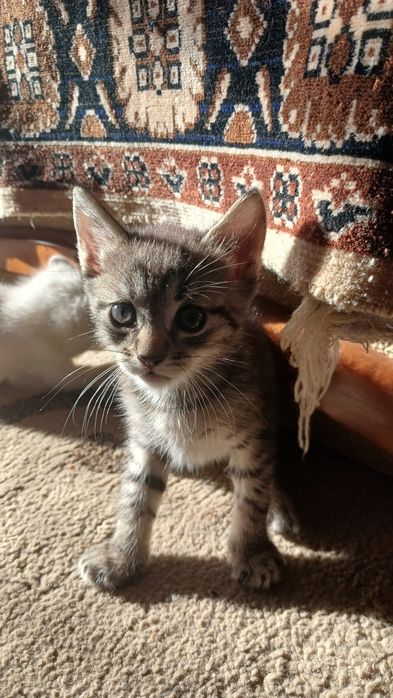 Віддам котят в добрі руки