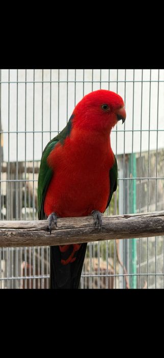 King Parrott , Derbiana , Cabeça de Ameixa