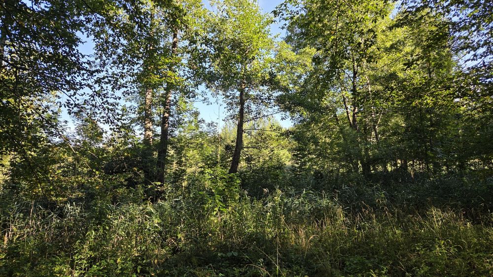 Działka leśna- las z łąka 1,256 ha