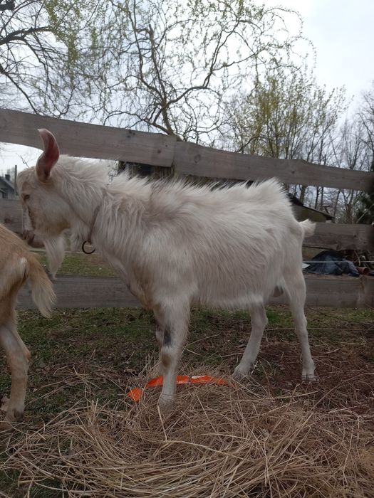 Kozioł na sprzedaż