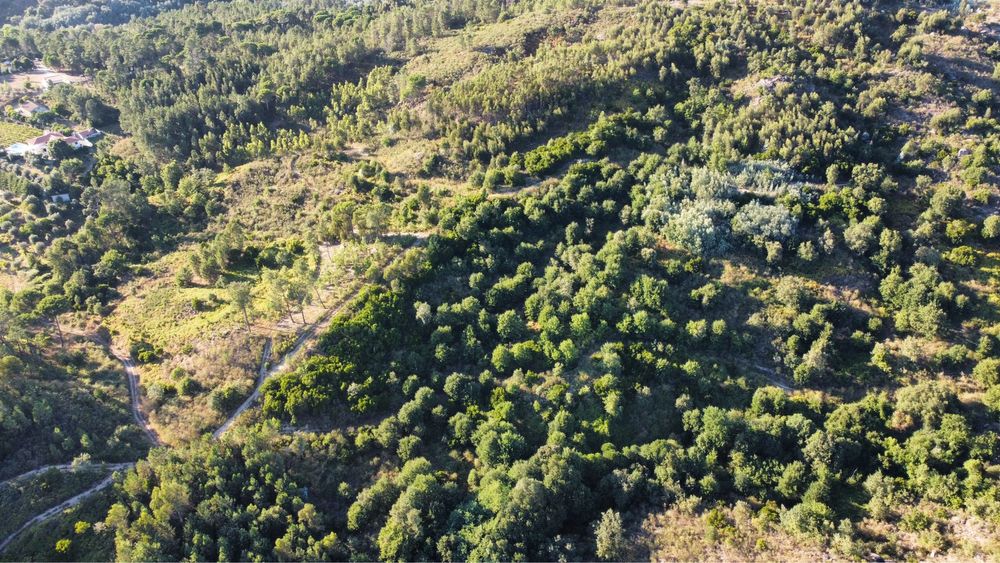 Terreno com 16 hectares para aviários, vinha ou paineis fotovoltaicos