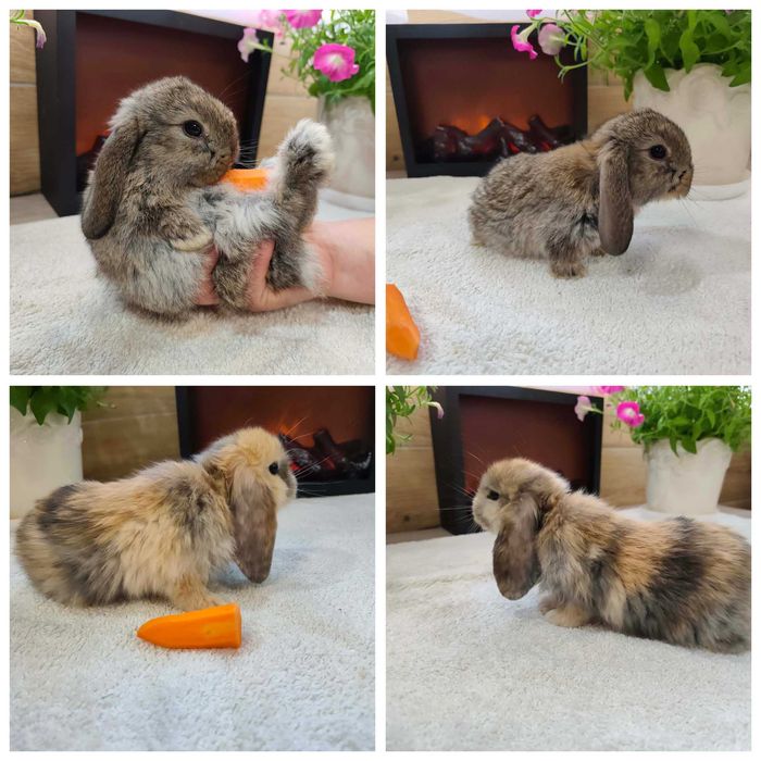 Mini Lopy baranki królik karzełek .Hodowla zarejestrowana KZHK