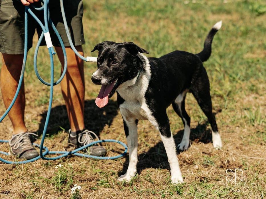 2 letni Timon w typie border collie i TTB szuka domu stałego lub tymcz