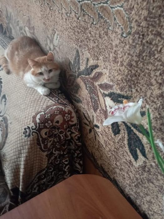 Шикарний котик в люблячу родину