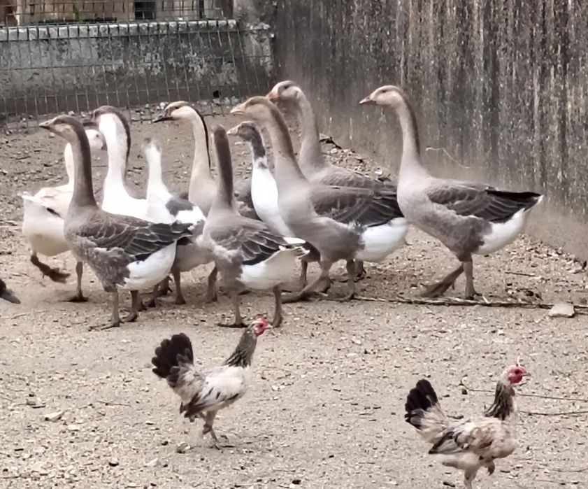 Gansos de Toulouse