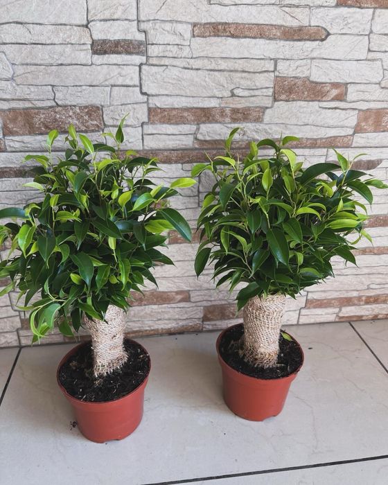 Фікус в мішковині