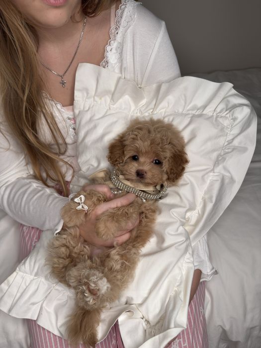 Мальтипу мини девочка ф1, міні дівчинка мальтипу, maltipoo mini f1