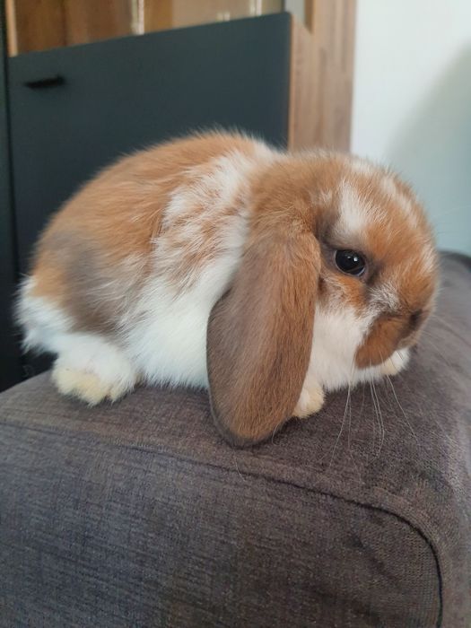 Króliki baranek miniaturka karzełek mini lop. Cena CAŁKOWITA.