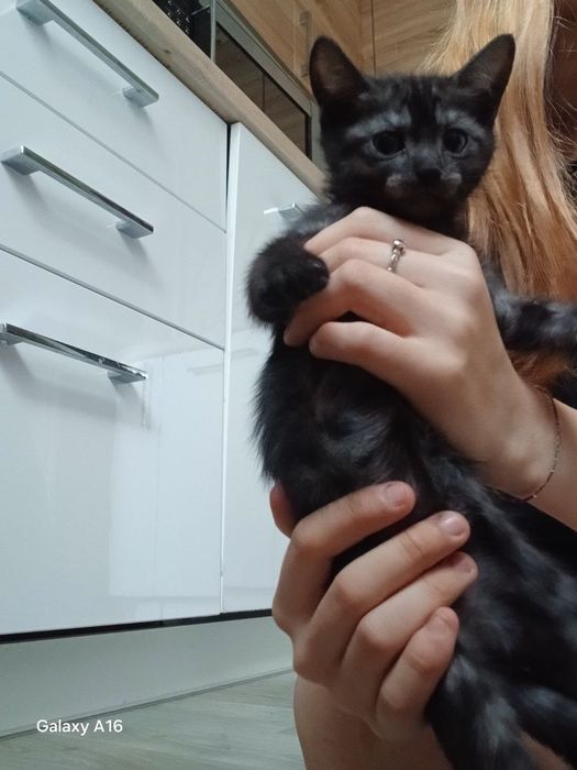 Кошенята  в  пошуку родини.