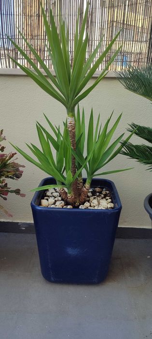 Planta yuka grande