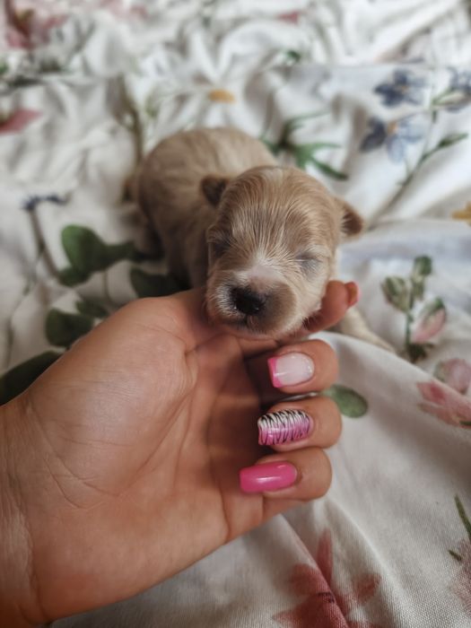Maltipoo piesek  wolny do rezerwacji