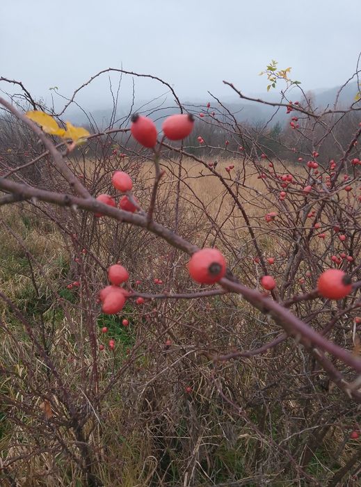 Owoce suszone głogu naturalne