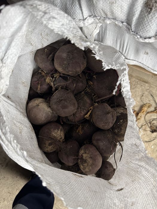 Продам Буряк «Водан»