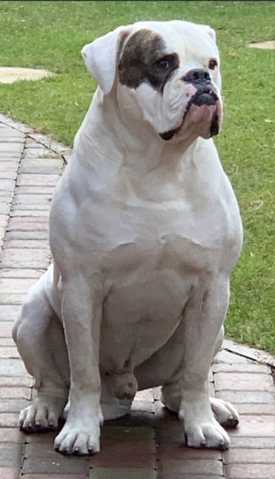 Предлагаю для вязки породистого  кабеля американского бульдога.