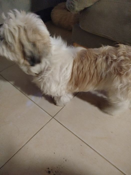 Shih tzu menina lindíssima