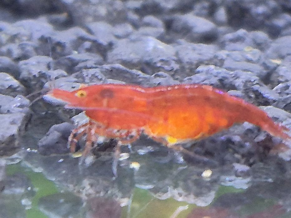 Neocaridina "Red Demon OE"