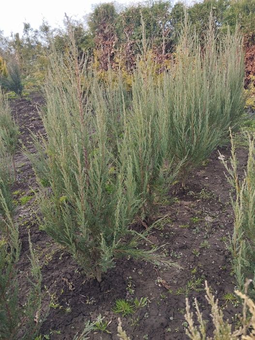 Скельний ялівець блю ерроу,blue errow