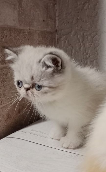 Кошенята, котики екзотичні короткошерсні