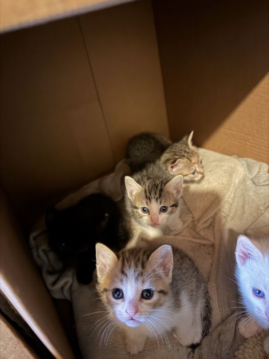 Gatinhos para doar