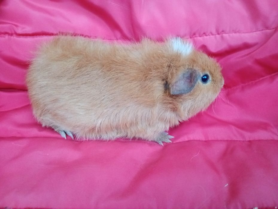 Świnki morskie. Samiec US Teddy.