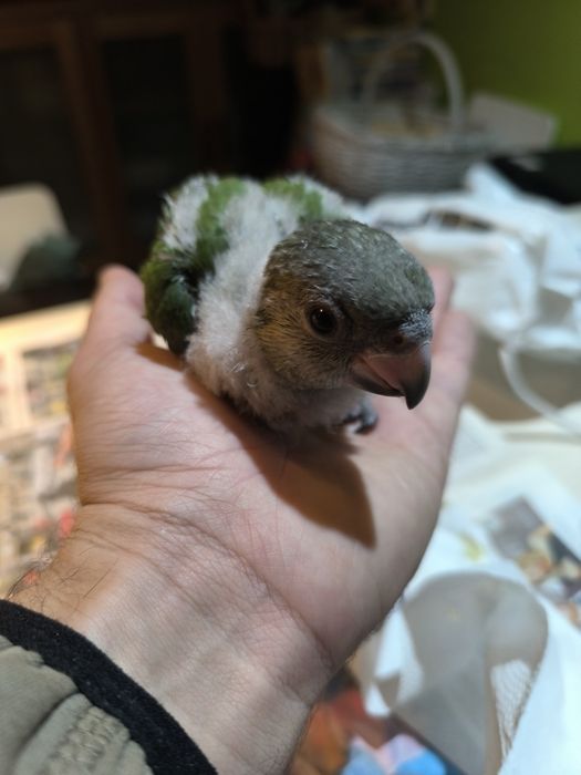 Papagaios do Senegal