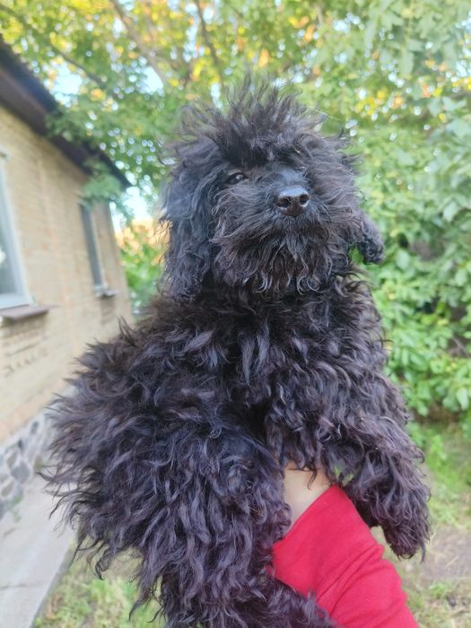 Пудель чорна дівчинка