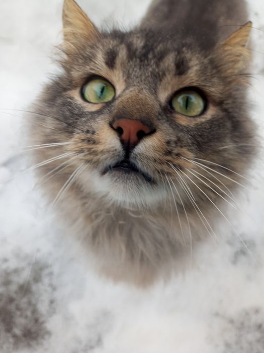 Котик в добрі руки