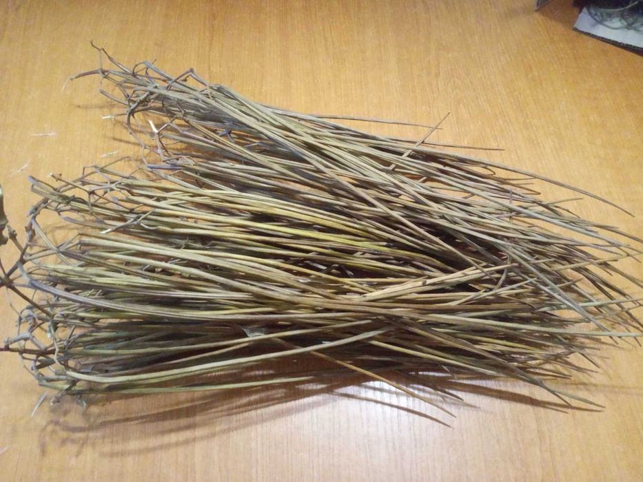 Семена  Катальпы. Роскошное , красивое дерево.