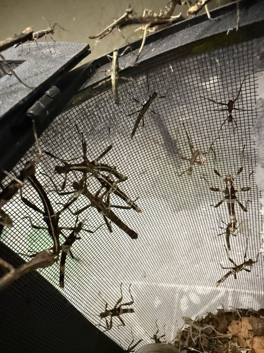 Straszyk Filipiński