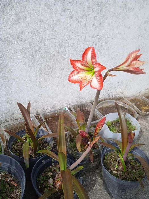 Vendo vasos com plantas bonitas para decoração da sua casa