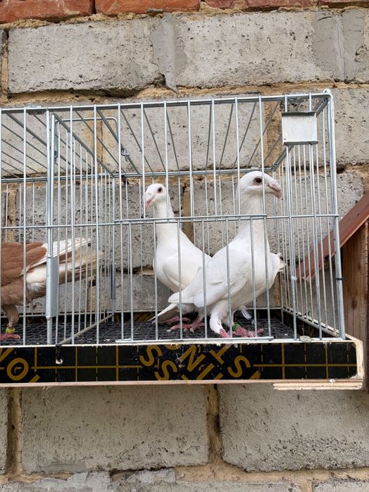 Sprzedam gołebie