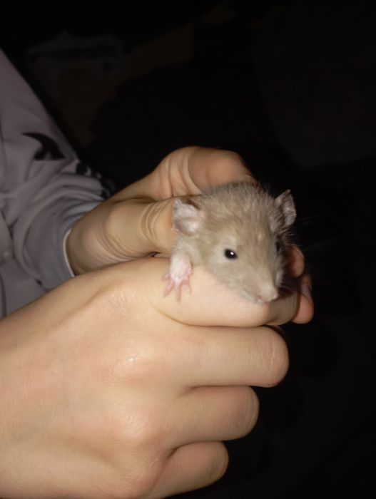 Дамбо пацюки щури крисята криси