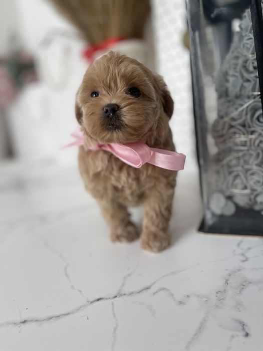 VIP Мальтипу F1 — Неймовірна шерсть, ніжний характер  ідеальна комбіна