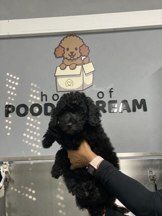 Lindo puppy de Caniche/Poodle medio procura novo dono!!!