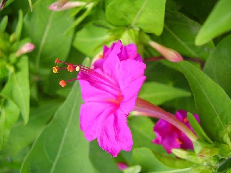 Sementes  e plantas de linda à noite ( mirabilis jalapa)