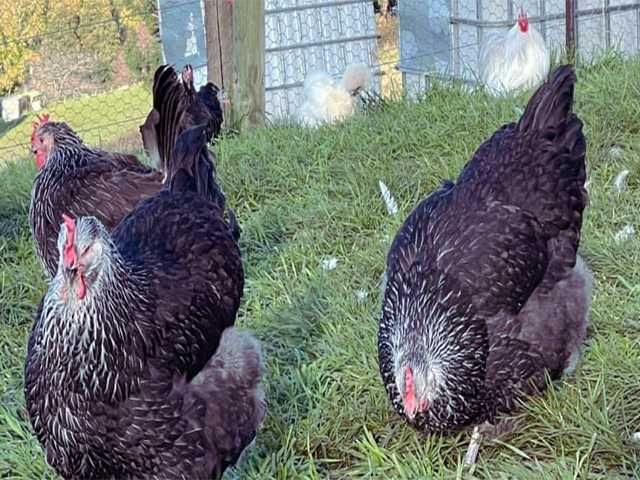 Яйце на інкубацію.Курчат. Суссекс колумбійський, фарфоровий, срібло.