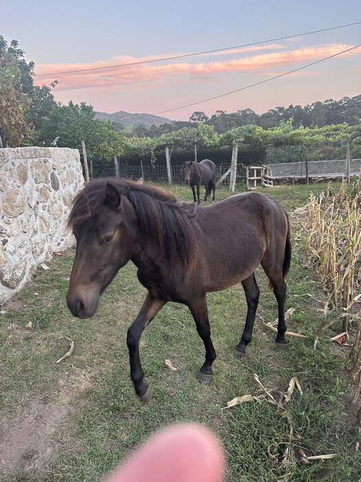 Para venda cavalo garrano