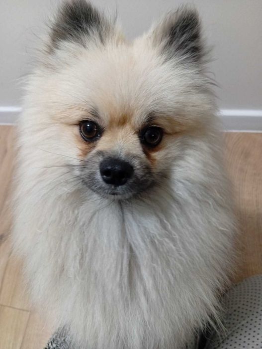 Reproduktor szpic pomeranian