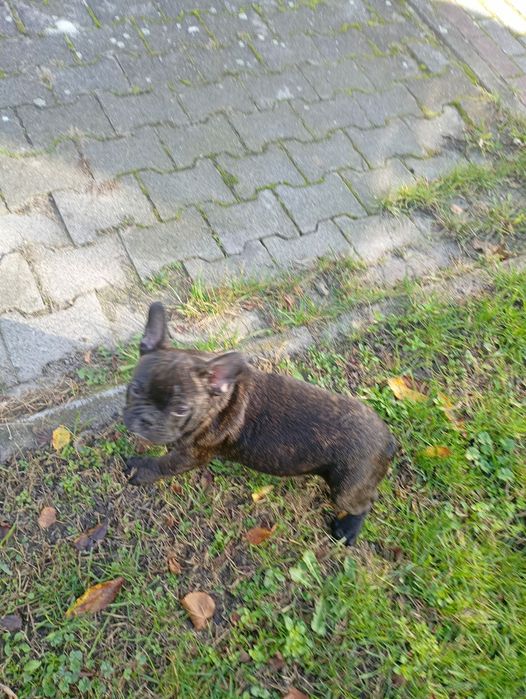 Buldog francuski czarny piesek