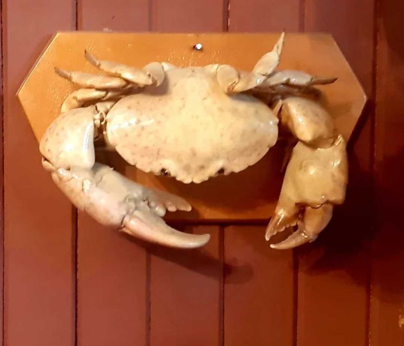 preparowany krab