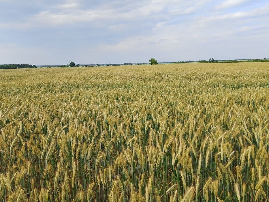 Pszenżyto             .