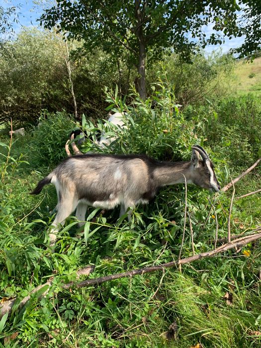 Кози , козенята .