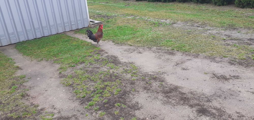 Koguty młode sprzedam